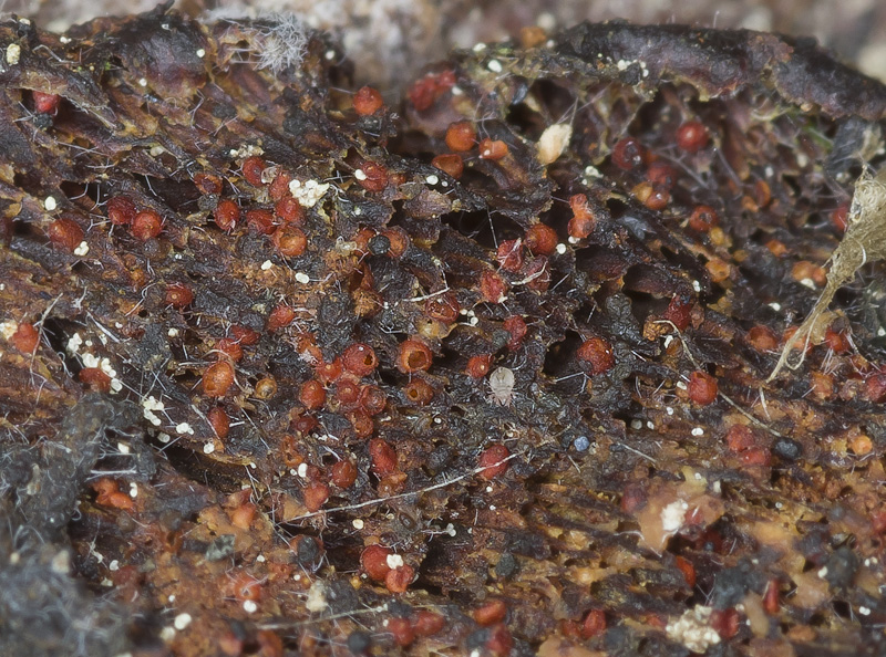 Nectria cosmariospora